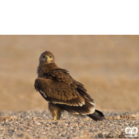 گونه عقاب صحرایی Aquila nipalensis